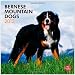 Bernese Mountain Dogs 2013 Square 12X12 Wall
