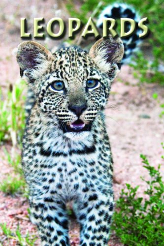 Leopards (Zoo Kids)