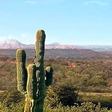 El Paso Design Protective Skin Decal Sticker for Nokia C6-01 Cell Phone