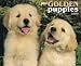 Just Golden Puppies 2009 Calendar (Just)