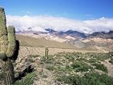 Cardones Growing in the Desert at 3000 Metres, Near Alfarcito, Jujuy, Argentina, South America Photographic Poster Print by Lousie Murray, 18x24