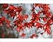 Photographic Prints of DAD-1997 Leaves of Japanese Maple from Ardea Wildlife Pets