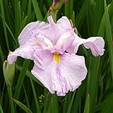 花菖蒲「桃霞」