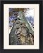 Framed Prints of Beech Tree - Oyster mushroom (Pleurotus ostr) from Ardea Wildlife Pets