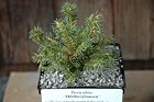 Picea Abies Hildburghausen - Norway Spruce Tree