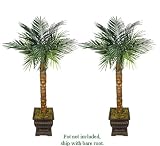 TWO 6' Artificial Phoenix Coconut Palm Trees Bendable with Real Coconut Bark Wrapped Trunks, with No Pot