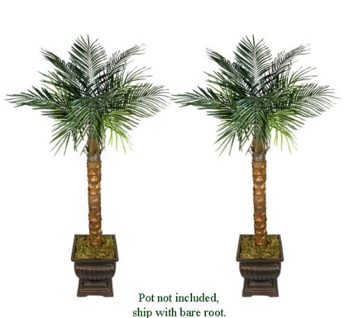 TWO 6' Artificial Phoenix Coconut Palm Trees BENDABLE with REAL Coconut Bark Wrapped Trunks