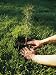 A Person Plants a Tree Seedling Photographic Poster Print by Scott Sroka, 30x40