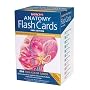 Barron's Anatomy Flash Cards, 2nd Edition