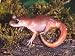 Monterey Ensatina, Native to California, USA Photographic Poster Print