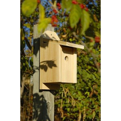 Chickadee Joy Box Bird Solid Cypress