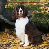 English Springer Spaniels 2008 Square Wall
