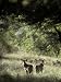 Nilgai Fawns Alert at Dawn in a Sunlit Forest Clearing Photographic Poster Print by J...