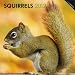 Squirrels 2012 Square 12X12 Wall Calendar (Oneworld)