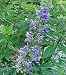 Chastity Belt Plant 10 Seeds