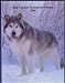 The Alaskan Malamute Annual 2006