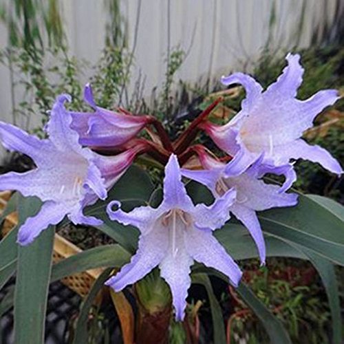 PandaBiu1618 2 Pcs Purple Amaryllis Bulbs Beauty Bonsai Flowers PandaBiu1618 2 Pcs Purple Amaryllis Bulbs Beauty Bonsai Flowers