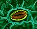 Wallmonkeys Peel and Stick Wall Decals - Stomate and Guard Cells on the Underside of a Broad Bean Leaf - Removable Graphic