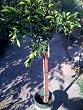 Washington Navel Orange Tree Premium Five Gallon Topiary