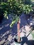 Washington Navel Orange Tree Premium Five Gallon Topiary