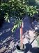 Washington Navel Orange Tree Premium Five Gallon Topiary