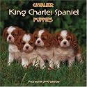 Cavalier King Charles Spaniel Puppies 2007 Wall Calendar
