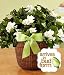 Potted Fragrant Gardenia