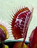 Red Dragon Venus Fly Trap Plant - Dionaea - Akai Ryu