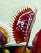Red Dragon Venus Fly Trap Plant - Dionaea - Akai Ryu