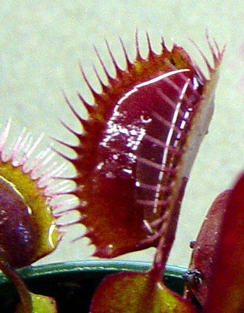 Venus Fly Trap
