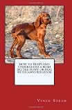 How To Train And Understand A Irish Setter Puppy Or Dog With Good Behavior