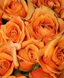 Send Fresh Cut Flowers - 50 Long Stem Orange Roses