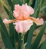 Amazon / Hirts: Bulbs: Pink Attraction Bearded Iris Rhizome - REBLOOMER - Potted