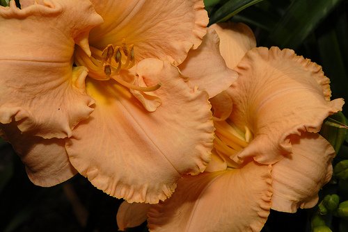 \'Elizabeth Salter\' Daylily Perennial - Hemerocallis