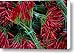 Red Chile Peppers In Bunches Canvas Print / Canvas Art - Artist Todd Gipstein