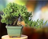 A Juniper Bonsai about 9 Year Old Tree Come with a Bonsai Care DVD! 51Bxl8PbAsL. SL160 A Juniper Bonsai about 9 Year Old Tree Come with a Bonsai Care DVD!