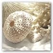 Coral Shell I by Donna Geissler 12"x12" Art Print Poster
