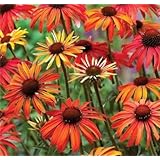 Echinacea 'Hot Summer' - Coneflower