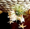 Seashell Air Plant Tillandsia Terrarium By Hinterland Trading