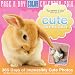 So cute . . guinea pig, rat, hamster, ferret & wabbit . . calendars *