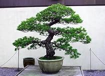 Japanese Red Pine 40 Seeds-Pinus densiflora-Bonsai