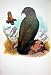 World Parrots 1973 Kea Nestor Notabilis