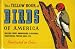 Search : The Yellow Book of Birds of America - (Swallows, Wrens, Hummingbirds, Flycatchers, Woodpeckers, Phoebes, Qual, Etc.)