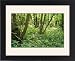 Framed Prints of ROG-11691 Hazel Coppice - woodland flowers, early purple Orchids a Herb Paris from Ardea Wildlife Pets