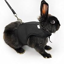 Niteangel Adjustable and Breathable Mesh Harness with Lead for Rabbit (Black)
