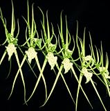 Brassia Rising Star 'Orchid Man' AM/AOS