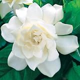 Gardenia - Gardenia 'August Beauty'