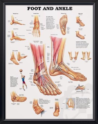 Foot and Ankle, DeuPair 20x26" Pocket Frame Human Anatomy Poster