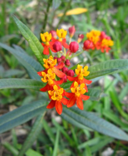 organic Scarlet Milkweed Asclepias curassavica Monarch Butterfly 5 seeds