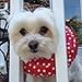 Puppy Bumpers Rainy Day (Water Resistant) Keep Your Dog On The Safe Side Of The Fence Red Dot - Up to 10